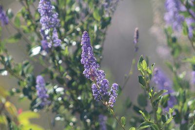 Ceanothus cyaneus, photographed by Marc Whitaker