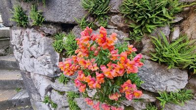 Antirrhinum majus, photographed by Julien Lepage