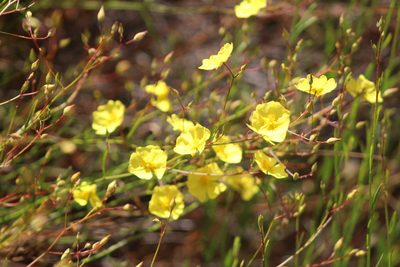 Crocanthemum scoparium, photographed by Marc Whitaker