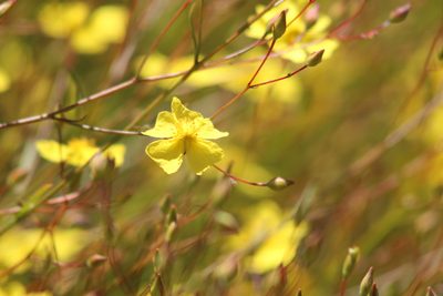 Crocanthemum scoparium, photographed by Marc Whitaker