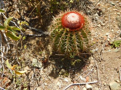 Melocactus intortus, photographed by stinger