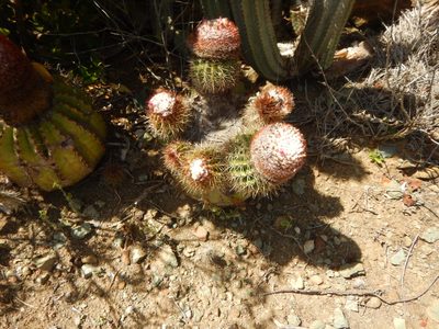 Melocactus intortus, photographed by stinger