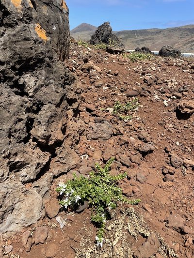 Teucrium townsendii, photographed by Jim Riley