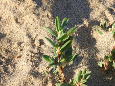 Polygonum maritimum, photographed by Duarte Frade