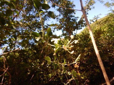Jasminum fluminense, photographed by stinger