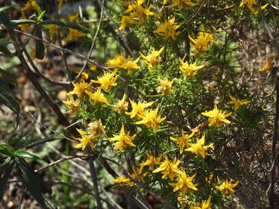 Genista hirsuta, photographed by Duarte Frade