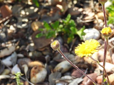 Pulicaria odora, photographed by Duarte Frade