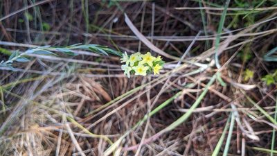Euploca polyphylla