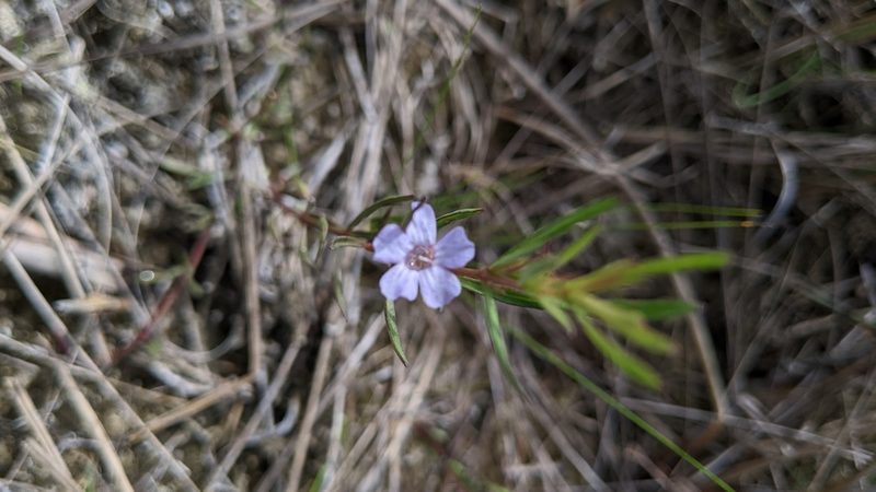 Dyschoriste angusta, photographed by Stephanie C