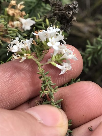 Selago albida, photographed by Ren Hoekstra