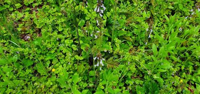 Salvia lyrata, photographed by Steve Young