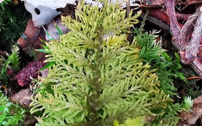 Thuidium tamariscinum, photographed by Sigitas Juzėnas