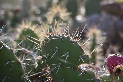 Opuntia littoralis