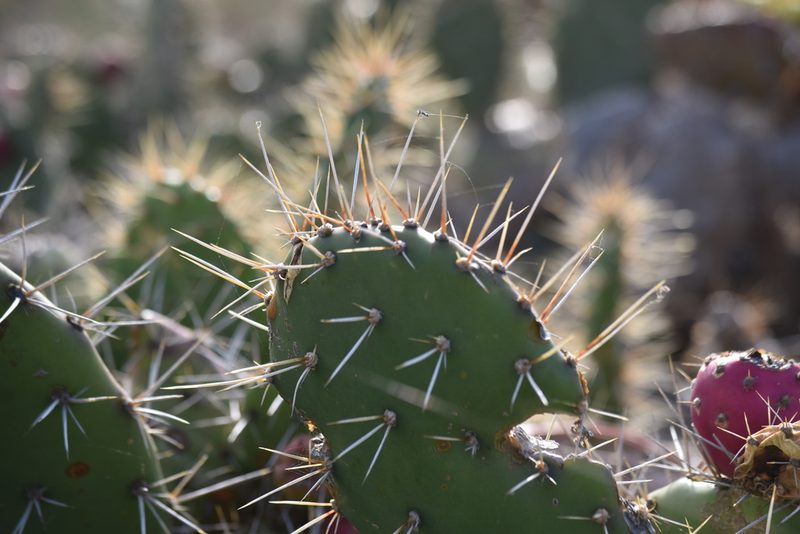 Opuntia littoralis, photographed by Jim Riley