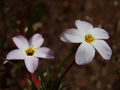 Leptosiphon androsaceus, photographed by Henrik Kibak