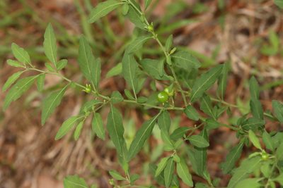 Solanum pseudocapsicum, photographed by Rich Sommer