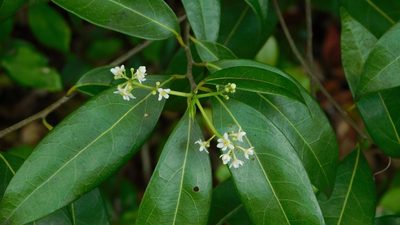 Damburneya coriacea, photographed by Stephanie C