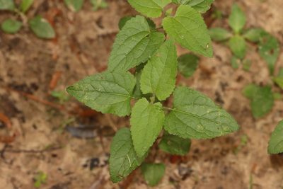 Salvia coccinea, photographed by Rich Sommer