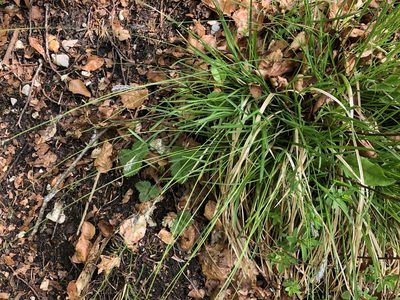 Sesleria caerulea, photographed by Jason Grant