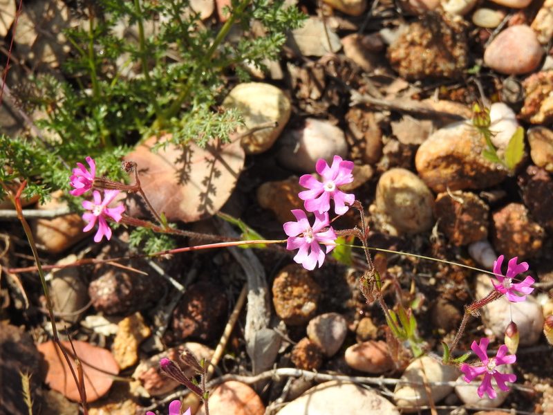 Silene scabriflora, photographed by Duarte Frade