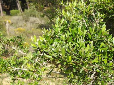 Olea europaea, photographed by Duarte Frade
