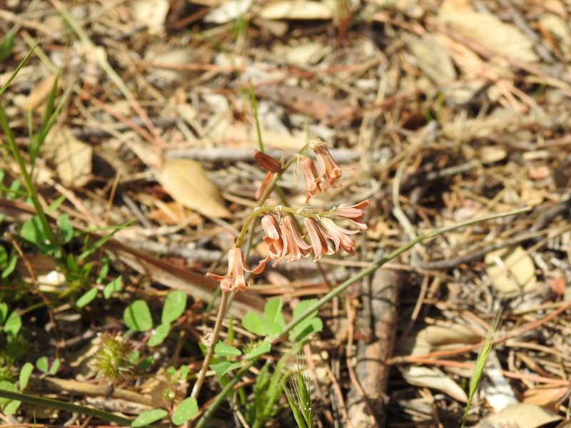Dipcadi serotinum, photographed by Duarte Frade