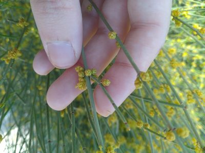 Ephedra fragilis, photographed by Miriam Sokhet