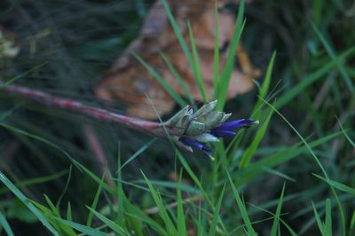 Tillandsia juncea, photographed by Juan Carlos Pérez Magaña