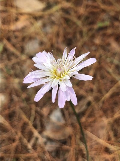 Pinaropappus spathulatus, photographed by Skjold Søndergaard