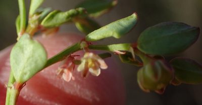 Phyllanthus andrachniformis, photographed by Nicola van Berkel