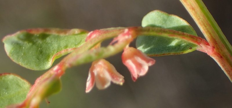 Phyllanthus andrachniformis, photographed by Nicola van Berkel
