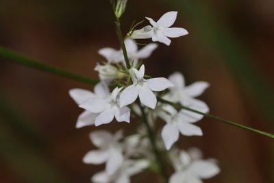 Lobelia appendiculata, photographed by Rich Sommer