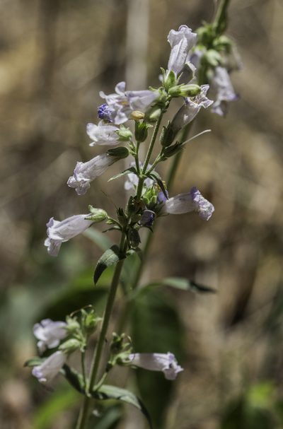 Penstemon oliganthus, photographed by Craig Martin