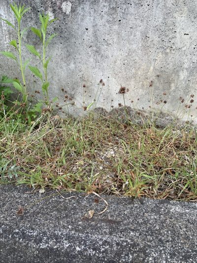 Luzula capitata, photographed by 岸本年郎
