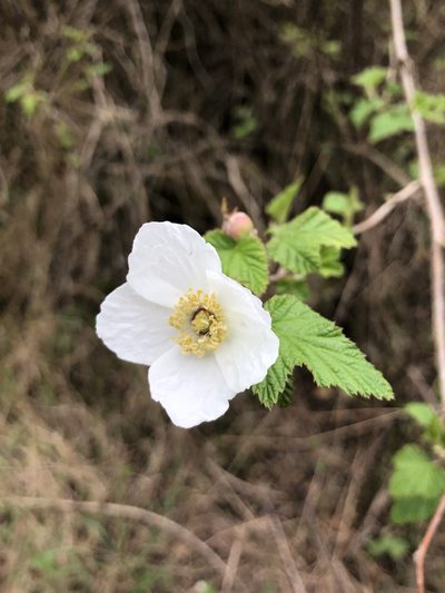 Rubus trilobus, photographed by Skjold Søndergaard