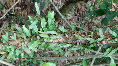 Microgramma heterophylla, photographed by Stephanie C