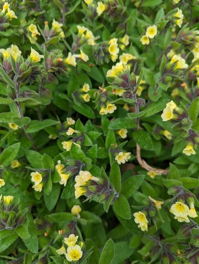 Nonea lutea, photographed by Alan Prather