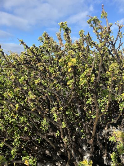 Euphorbia californica, photographed by Jim Riley