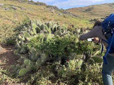 Opuntia littoralis, photographed by Jim Riley