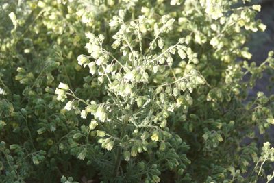 Emmenanthe penduliflora, photographed by Kimball Garrett