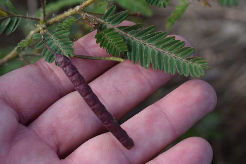 Aeschynomene denticulata, photographed by Andrés Pautasso