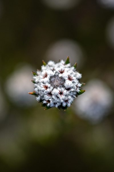 Phylica atrata, photographed by magriet b