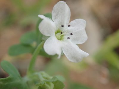 Pholistoma membranaceum