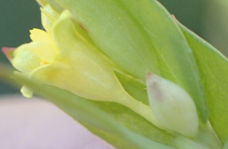 Gnidia juniperifolia, photographed by Nicola van Berkel