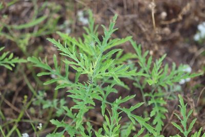 Ambrosia psilostachya, photographed by Rich Sommer