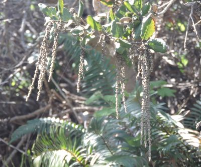 Garrya elliptica, photographed by Alex