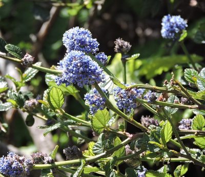 Ceanothus thyrsiflorus, photographed by Alex