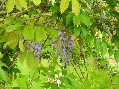 Wisteria sinensis, photographed by Yann Kemper