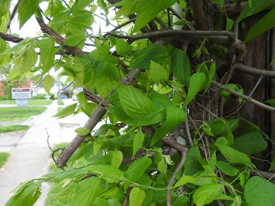 Celtis occidentalis, photographed by Yann Kemper