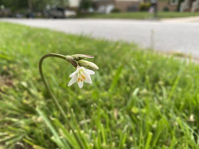 Nothoscordum bivalve